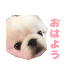 ペキニーズみるくのスタンプ（個別スタンプ：14）