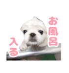 ペキニーズみるくのスタンプ（個別スタンプ：17）