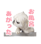 ペキニーズみるくのスタンプ（個別スタンプ：18）