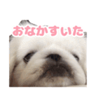 ペキニーズみるくのスタンプ（個別スタンプ：19）