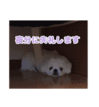 ペキニーズみるくのスタンプ（個別スタンプ：28）