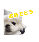 ペキニーズみるくのスタンプ（個別スタンプ：32）