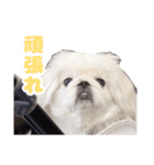 ペキニーズみるくのスタンプ（個別スタンプ：34）