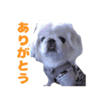 ペキニーズみるくのスタンプ（個別スタンプ：36）