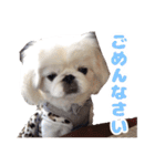 ペキニーズみるくのスタンプ（個別スタンプ：37）