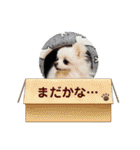 ポメラニアン〜ポメポメすたんぷ（個別スタンプ：1）
