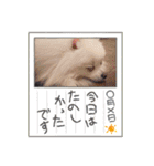 ポメラニアン〜ポメポメすたんぷ（個別スタンプ：5）