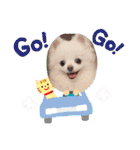 ポメラニアン〜ポメポメすたんぷ（個別スタンプ：10）