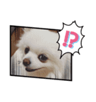 ポメラニアン〜ポメポメすたんぷ（個別スタンプ：11）