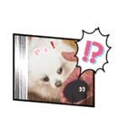 ポメラニアン〜ポメポメすたんぷ（個別スタンプ：24）