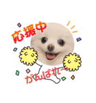 ポメラニアン〜ポメポメすたんぷ（個別スタンプ：36）