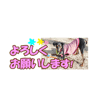 ミニピン 省スペース スタンプ4（個別スタンプ：16）