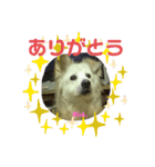 名犬Bisk.（個別スタンプ：1）