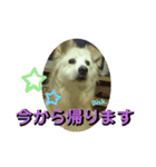 名犬Bisk.（個別スタンプ：5）