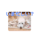 名犬Bisk.（個別スタンプ：11）