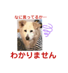 名犬Bisk.（個別スタンプ：16）