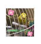 セキセイインコのスタンプ その13（個別スタンプ：1）