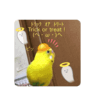 セキセイインコのスタンプ その13（個別スタンプ：2）