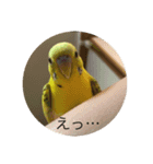 セキセイインコのスタンプ その13（個別スタンプ：3）