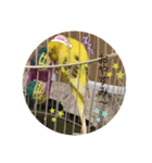 セキセイインコのスタンプ その13（個別スタンプ：6）
