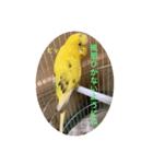 セキセイインコのスタンプ その13（個別スタンプ：7）