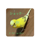 セキセイインコのスタンプ その13（個別スタンプ：8）