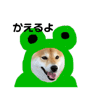 柴犬 はなごんちゃん（個別スタンプ：2）