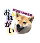 柴犬 はなごんちゃん（個別スタンプ：3）