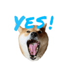 柴犬 はなごんちゃん（個別スタンプ：4）