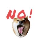柴犬 はなごんちゃん（個別スタンプ：5）
