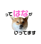 柴犬 はなごんちゃん（個別スタンプ：6）