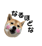 柴犬 はなごんちゃん（個別スタンプ：7）
