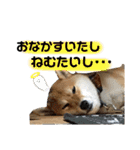 柴犬 はなごんちゃん（個別スタンプ：8）