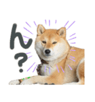 柴犬 はなごんちゃん（個別スタンプ：9）