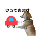 柴犬 はなごんちゃん（個別スタンプ：11）