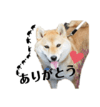 柴犬 はなごんちゃん（個別スタンプ：12）