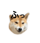柴犬 はなごんちゃん（個別スタンプ：13）
