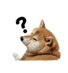 柴犬 はなごんちゃん（個別スタンプ：14）