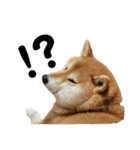 柴犬 はなごんちゃん（個別スタンプ：15）