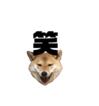 柴犬 はなごんちゃん（個別スタンプ：17）