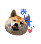柴犬 はなごんちゃん（個別スタンプ：18）