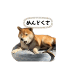 柴犬 はなごんちゃん（個別スタンプ：19）