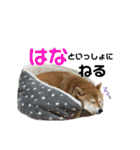 柴犬 はなごんちゃん（個別スタンプ：20）