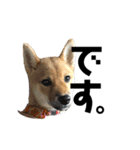 柴犬 はなごんちゃん（個別スタンプ：21）
