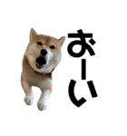 柴犬 はなごんちゃん（個別スタンプ：22）
