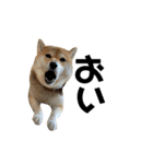 柴犬 はなごんちゃん（個別スタンプ：23）