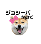 柴犬 はなごんちゃん（個別スタンプ：24）