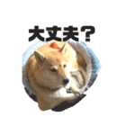 柴犬 はなごんちゃん（個別スタンプ：26）