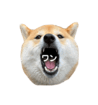 柴犬 はなごんちゃん（個別スタンプ：27）