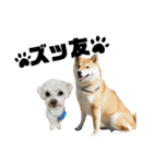 柴犬 はなごんちゃん（個別スタンプ：28）